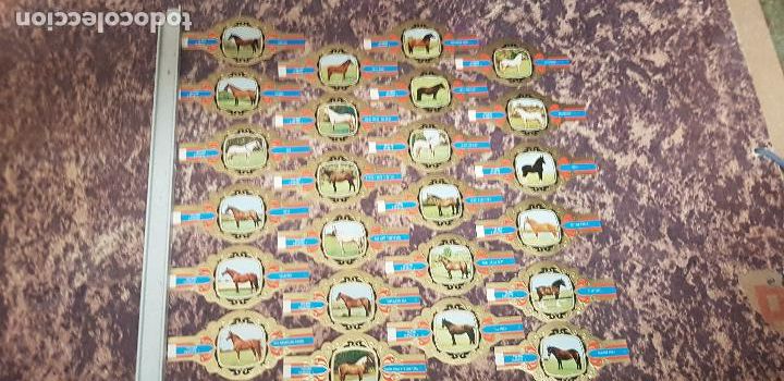 Vitolas de colecci&oacute;n: CABALLOS SERIE I VITOLA LUGANO