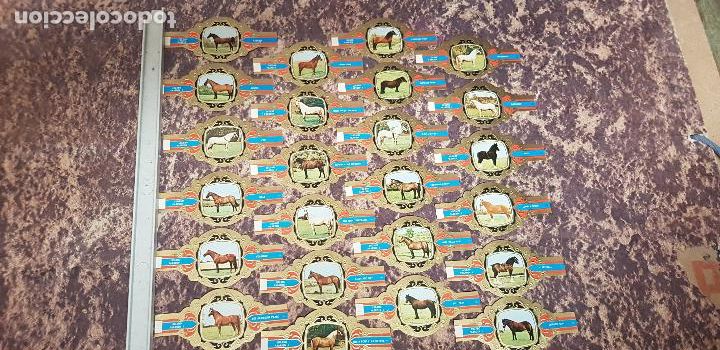 An&eacute;is de charuto de cole&ccedil;&atilde;o: CABALLOS SERIE I VITOLA LUGANO