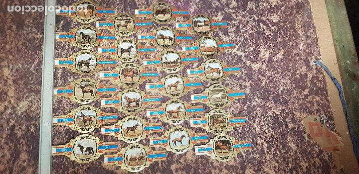 An&eacute;is de charuto de cole&ccedil;&atilde;o: CABALLOS SERIE IV VITOLA LUGANO