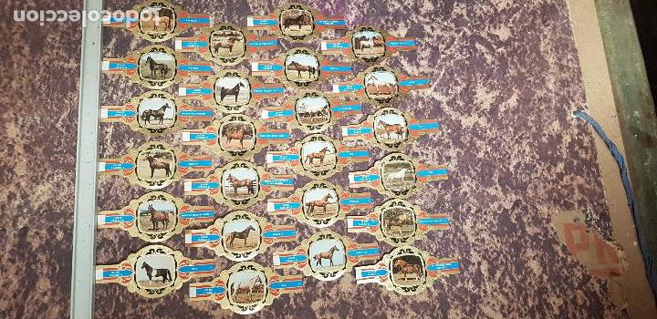 An&eacute;is de charuto de cole&ccedil;&atilde;o: CABALLOS SERIE IV VITOLA LUGANO