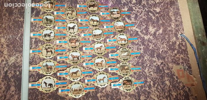 An&eacute;is de charuto de cole&ccedil;&atilde;o: CABALLOS SERIE IV VITOLA LUGANO