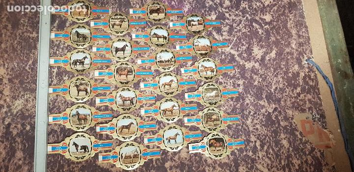 An&eacute;is de charuto de cole&ccedil;&atilde;o: CABALLOS SERIE IV VITOLA LUGANO