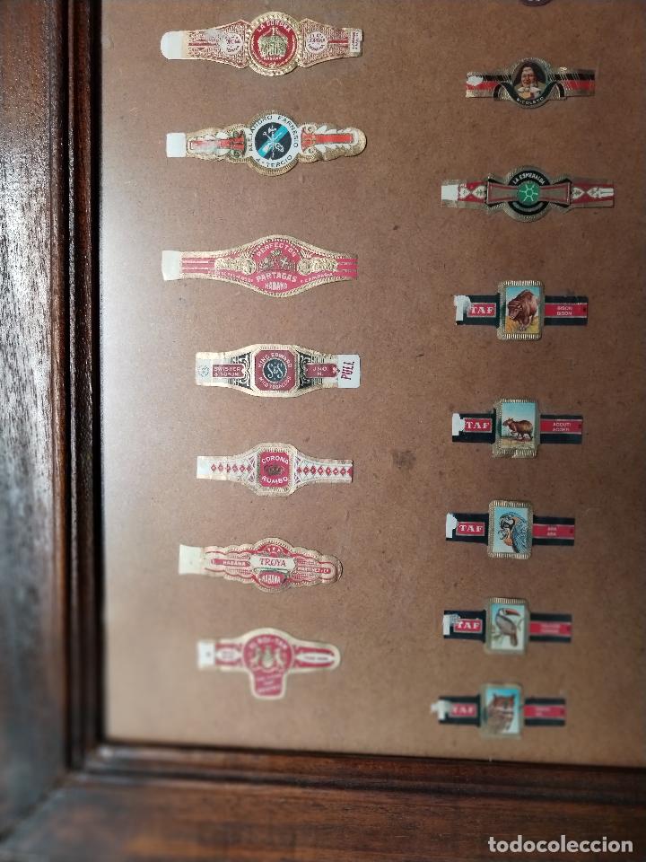 Vitolas de colecci&oacute;n: cuadro vitrina con vitolas - Foto 3