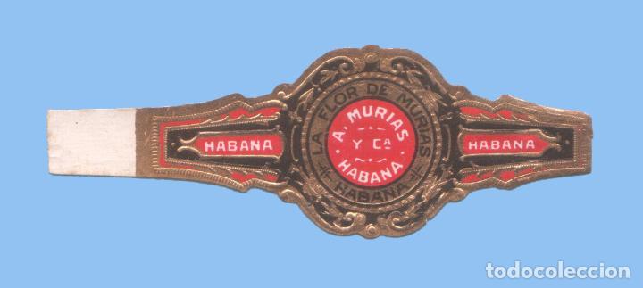 Bagues de cigare de collection: VITOLA CUBANA ANTIGUA - MARCA LA FLOR DE MURIAS. - A. MURIAS Y CIA.