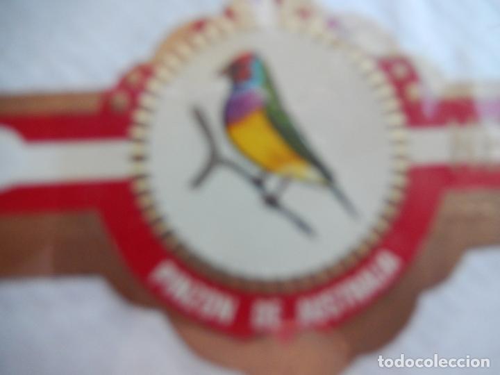 Collection cigar bands: VITOLA NEREIDA - PINZ&Oacute;N DE AUSTRALIA.