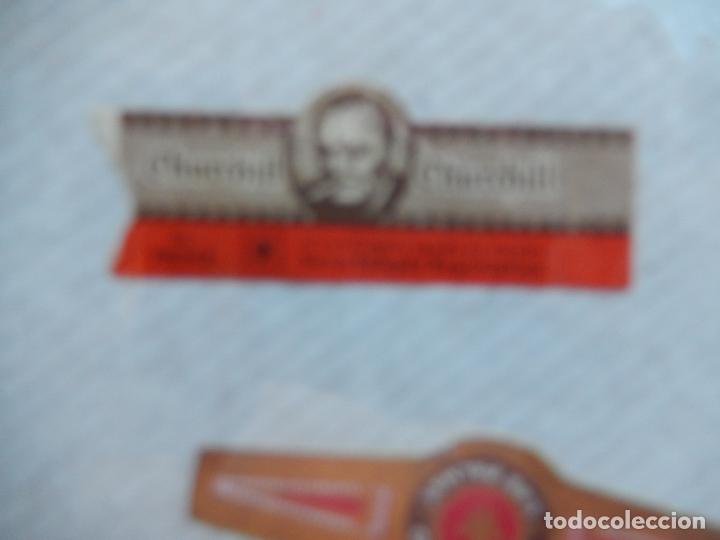 An&eacute;is de charuto de cole&ccedil;&atilde;o: VITOLA CHURCHILL N&ordm; 76242.