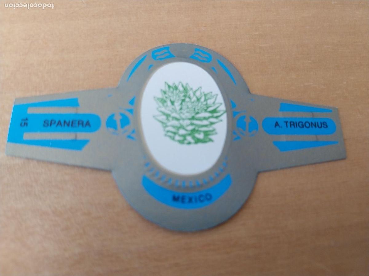 Collection cigar bands: TRIGONUS SPANERA PROMO TABACO VITOLA ORIGINAL VINTAGE 6CM LARGO