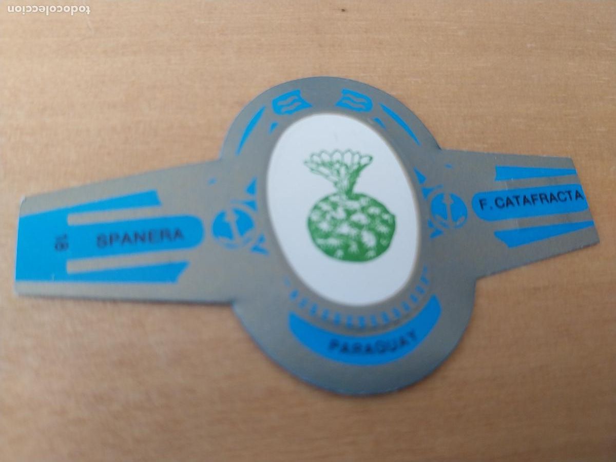 Collection cigar bands: CATAFRACTA SPANERA PROMO TABACO VITOLA ORIGINAL VINTAGE 6CM LARGO