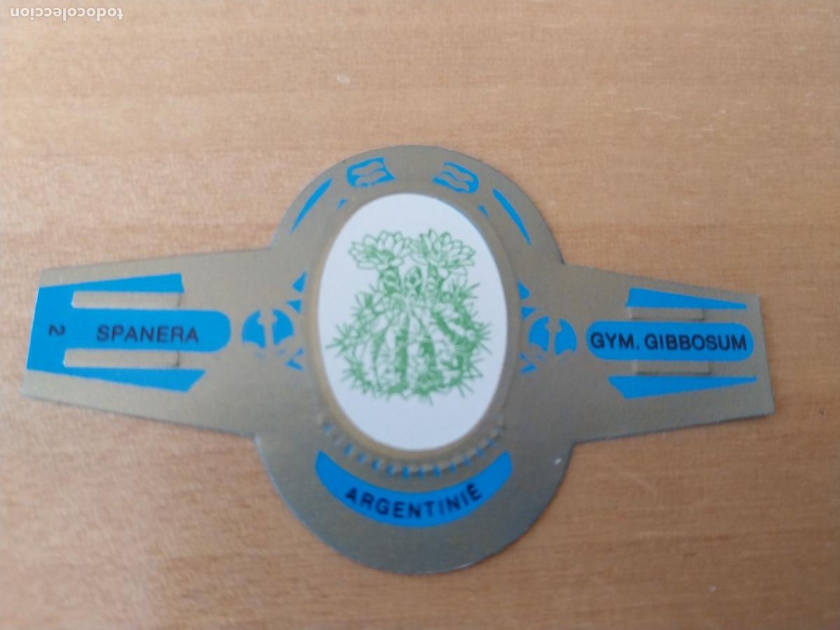 Collection cigar bands: GYM GIBBOSUM SPANERA PROMO TABACO VITOLA ORIGINAL VINTAGE 6CM LARGO