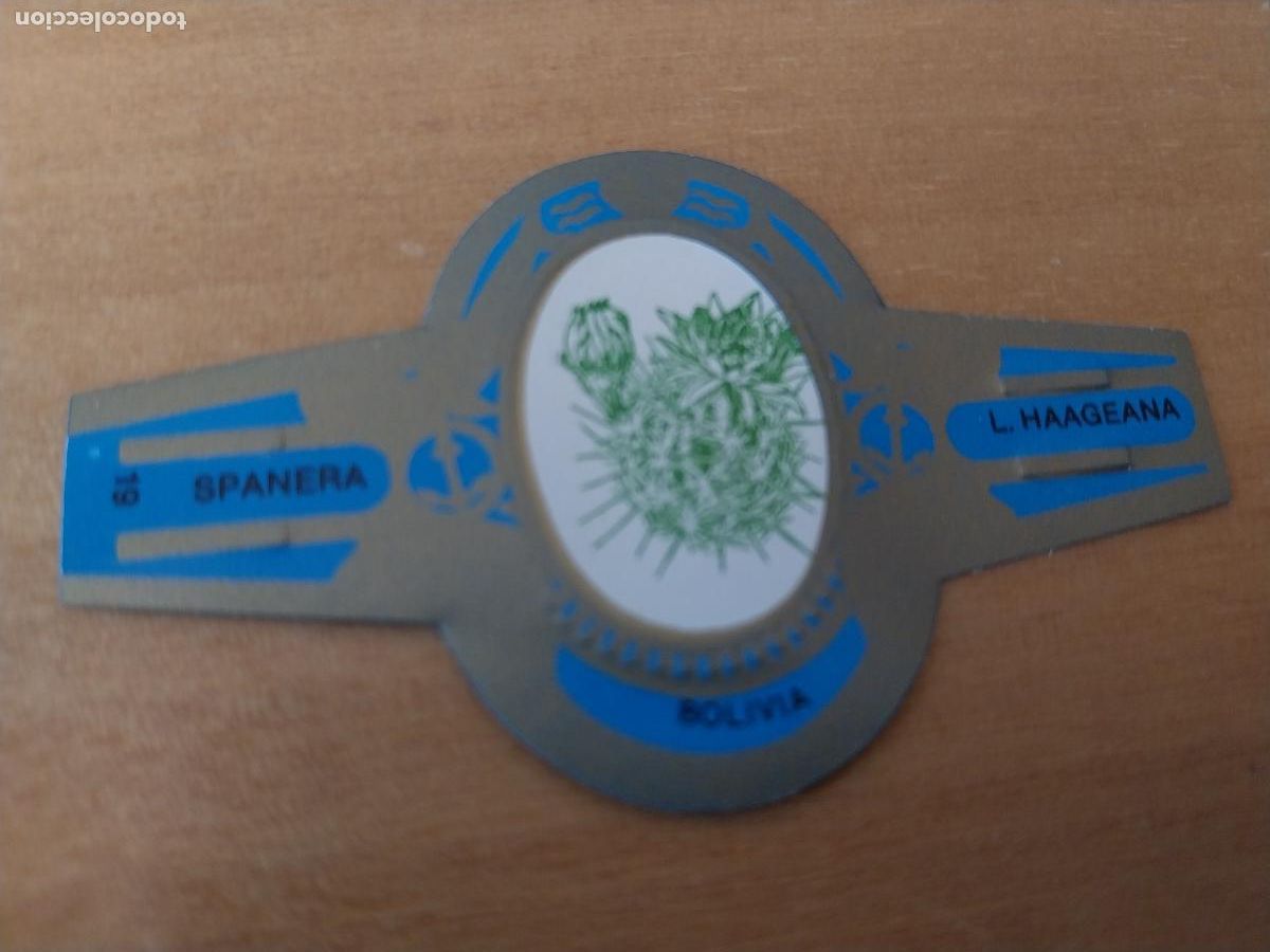 Collection cigar bands: L HAAGEANA SPANERA PROMO TABACO VITOLA ORIGINAL VINTAGE 6CM LARGO