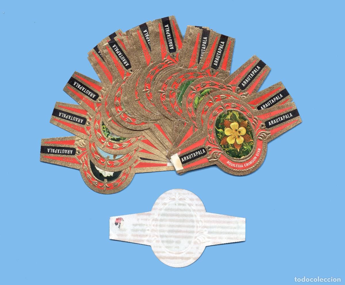 Vitolas de colecci&oacute;n: SERIE COMPLETA DE 36 VITOLAS - MARCA ARAUTPALA (CANARIAS) - FLORES CANARIAS (1&ordf;) ANTIGUA)