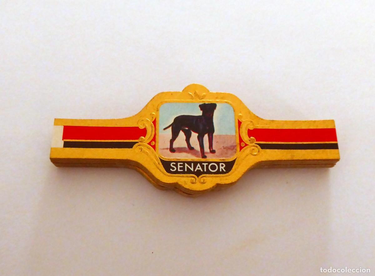 Vitolas de colecci&oacute;n: ▪️ SENATOR ▪️ RAZAS DE PERROS▪️ Serie COMPLETA (48) ▪️ VITOLAS