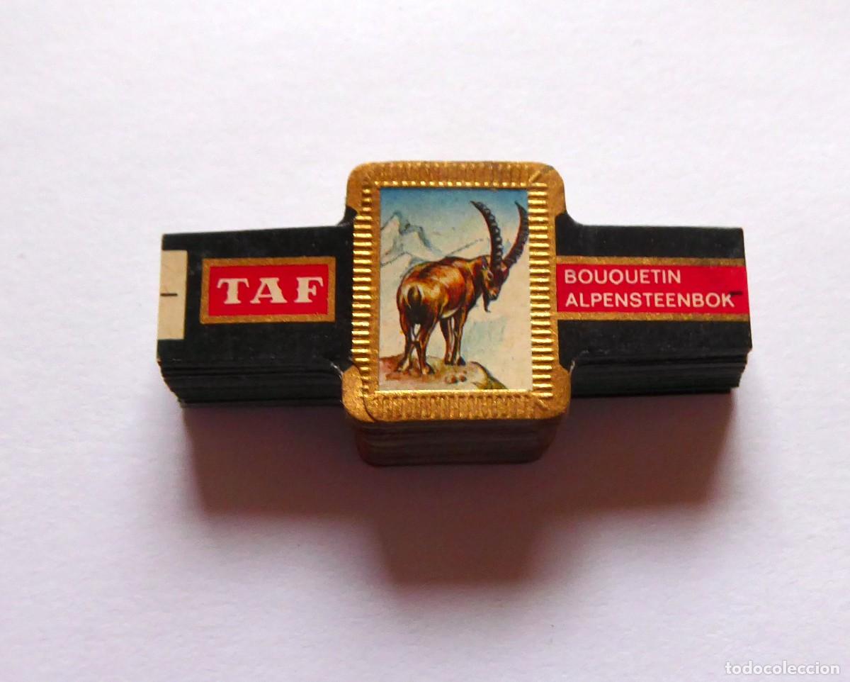 Vitolas de colecci&oacute;n: ▪️TAF ▪️ ANMALES▪️ Serie COMPLETA (72) ▪️ VITOLAS