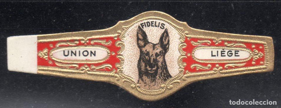 Vitolas de colecci&oacute;n: VITOLA CLASICA: 166030, TEMA FAUNA, CANIDOS, FIDELIS.