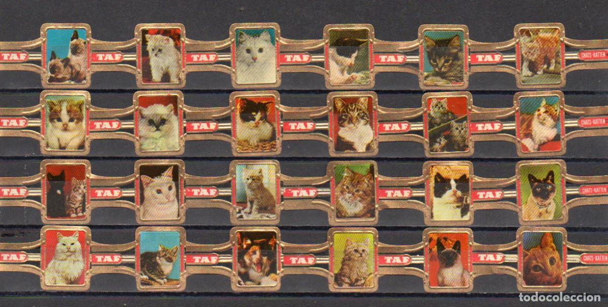 Vitolas de colecci&oacute;n: TAF, GATOS, 24 VITOLAS, SERIE COMPLETA.