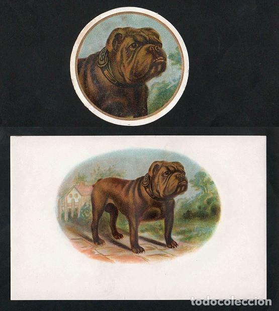 Vitolas de colecci&oacute;n: Vitolas, original litograf&iacute;as. Antiguas litograf&iacute;as de caja de tabacos. Bull Dog.