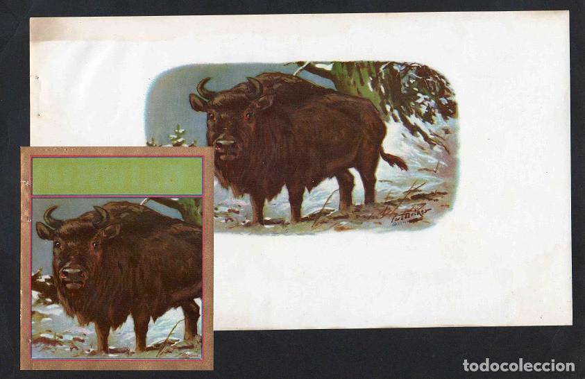 Vitolas de colecci&oacute;n: Vitolas, original litograf&iacute;as. Antiguas litograf&iacute;as de cajas de tabacos. Wisent (Untitled).
