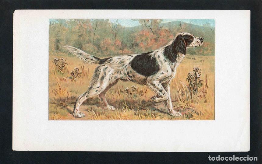 Vitolas de colecci&oacute;n: Vitola, original litograf&iacute;a. Antigua litograf&iacute;a de caja de tabacos. Champion Antonio (Untitled).