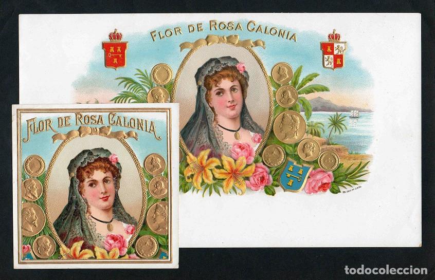 Vitolas de colecci&oacute;n: Vitolas, original litograf&iacute;as. Antiguas litograf&iacute;as de caja de tabacos. Flor de Rosa Calonia.