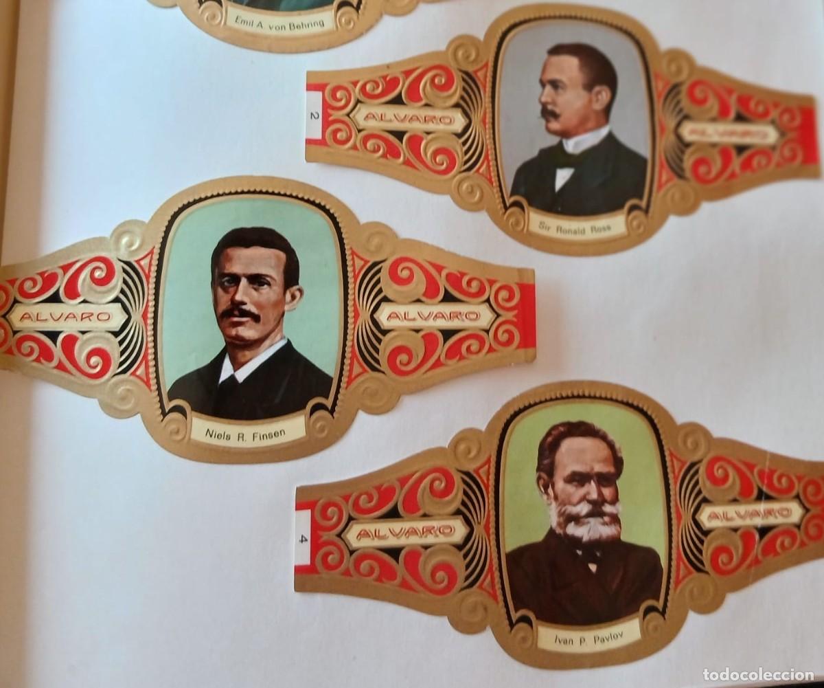 Vitole di collezione: Vitolas lote completo de (puros Alvaro) 104 vitolas Premios nobel y fisiologia estado impecable