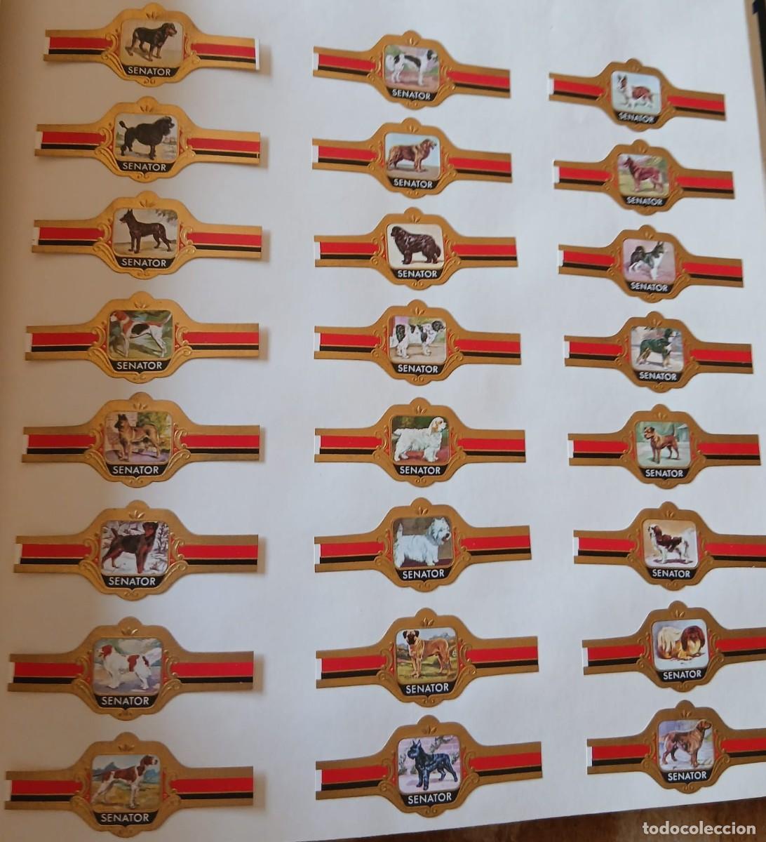 Sammlung von Banderolen: Vitolas lote completo de (puros Senator) 24 vitolas Perros estado impecable