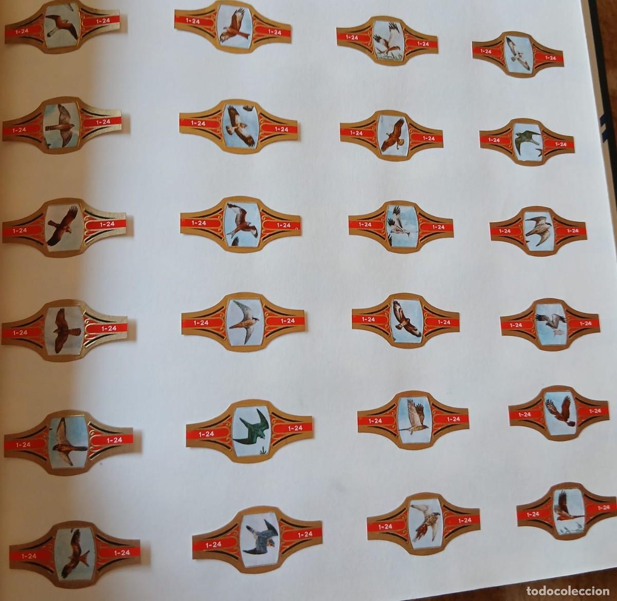 Sammlung von Banderolen: Vitolas lote completo de (puros 1-24 ) 24 vitolas Aves Rapaces estado impecable