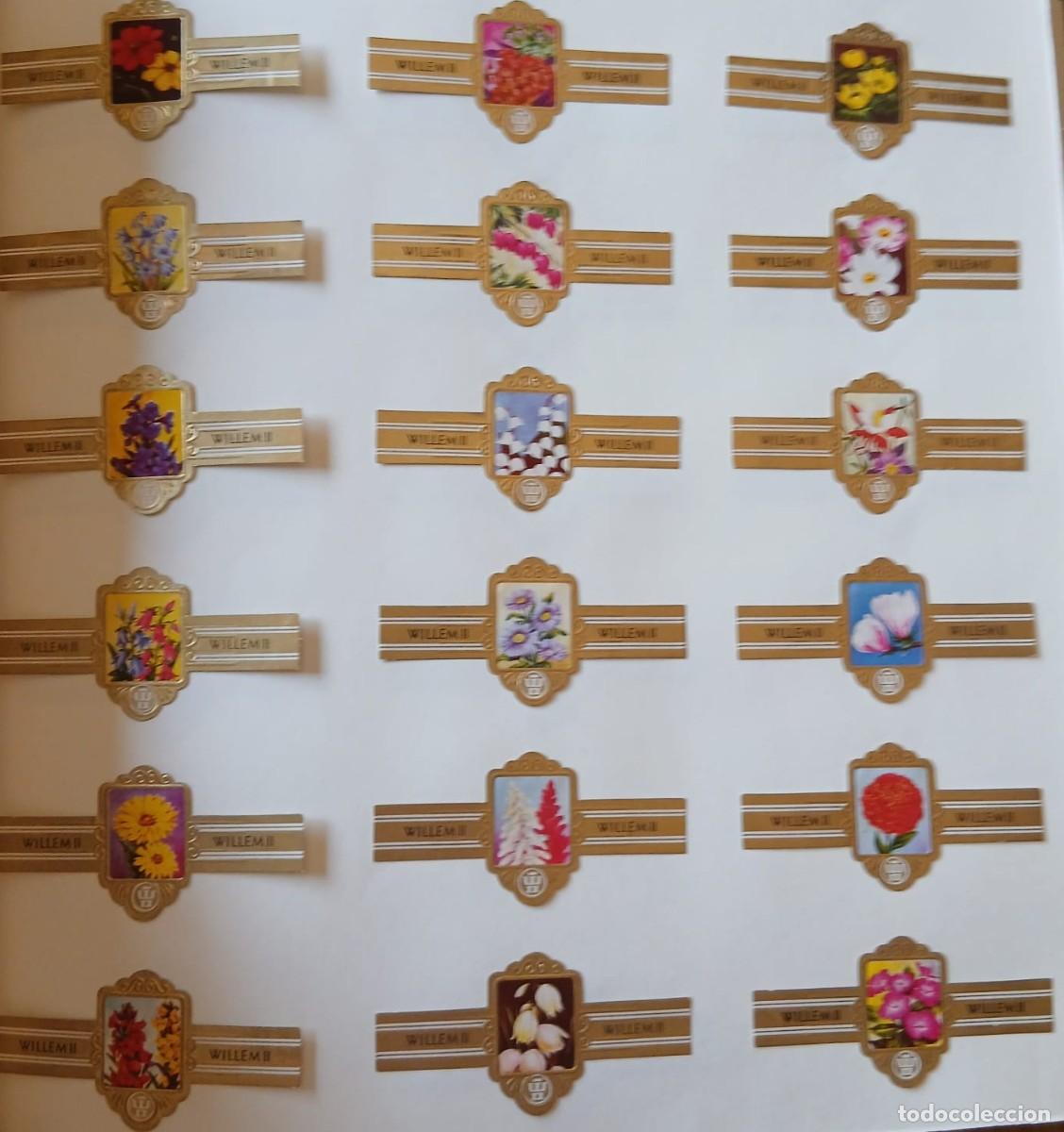 Sammlung von Banderolen: Vitolas lote completo de (puros Jasneva ) 82 vitolas flores estado impecable
