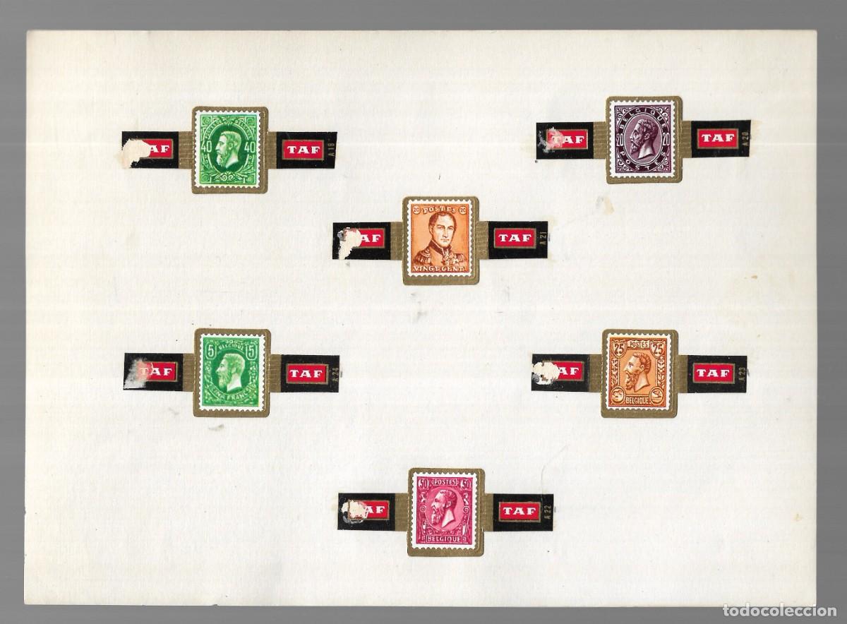 An&eacute;is de charuto de cole&ccedil;&atilde;o: COLECCI&Oacute;N 6 VITOLAS PUROS - TAF (B&eacute;lgica) - 1&ordf; Mitad s. XX.