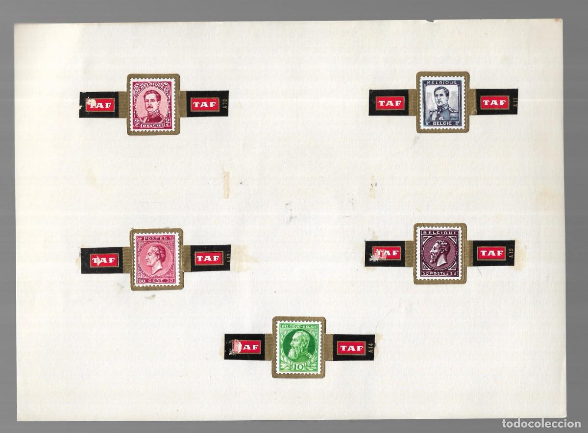 An&eacute;is de charuto de cole&ccedil;&atilde;o: COLECCI&Oacute;N 5 VITOLAS PUROS - TAF (B&eacute;lgica) - 1&ordf; Mitad s. XX.