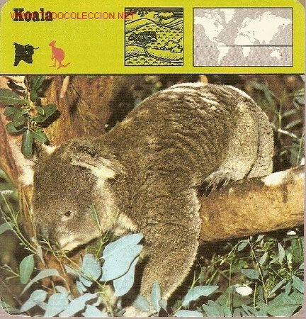Coleccionismo: Fichas de animales: Koala. - Foto 1