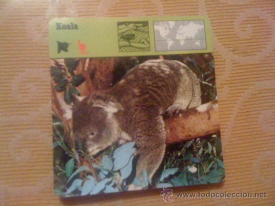 Coleccionismo: Fichas de animales: Koala. - Foto 3