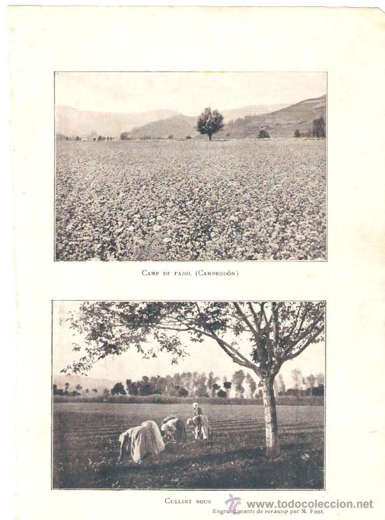 Colecionismo: HOJA REVISTA.A&Ntilde;O 1902.CAMPRODON.RECOGIENDO NUECES.CULLINT NOUS.CAMP DE FAJOL.FOTOGRAFIA M.FONT.