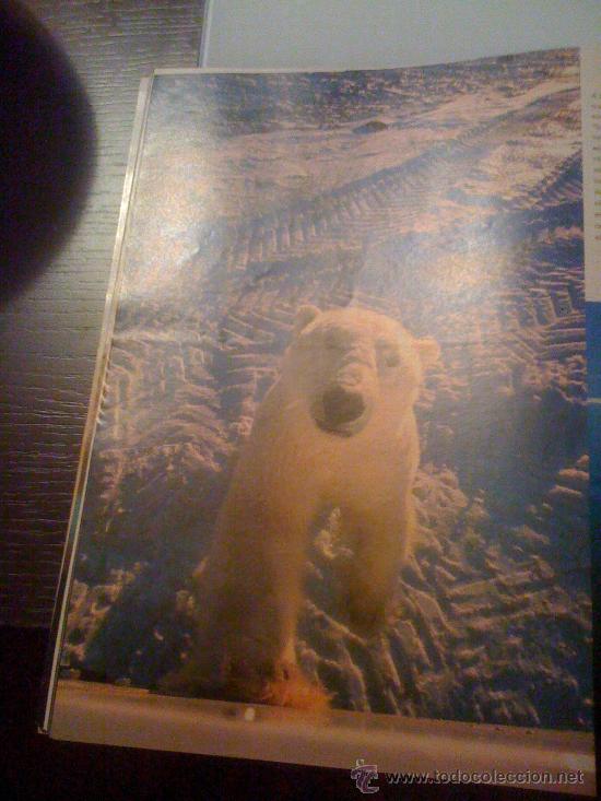 Coleccionismo: Fotograf&iacute;a de oso polar. P&aacute;gina de prensa.