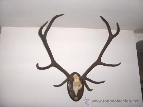 Coleccionismo: CABEZA DE CIERVO- FRONTAL Y CUERNAS . GRANDE 86 CM. ALTURA - 84 CM. ANCHO - SOBRE ESCUDO MADERA