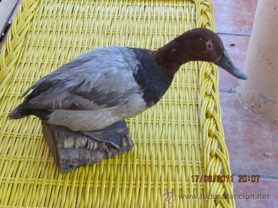 Coleccionismo: Pato disecado. Medidas 40x23 cms aprox.Sobre peana de corcho