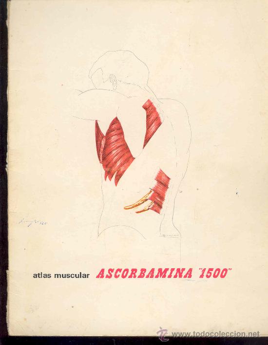 Sammelleidenschaft Papier: ATLAS MUSCULAR - SOCIEDAD TERAPEUTICA DE ESTUDIOS TERAPEUTICOS -
