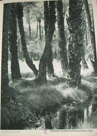 Collezionismo: ELCHE ALICANTE PALMERAS HUECOGRABADO A&Ntilde;OS 40