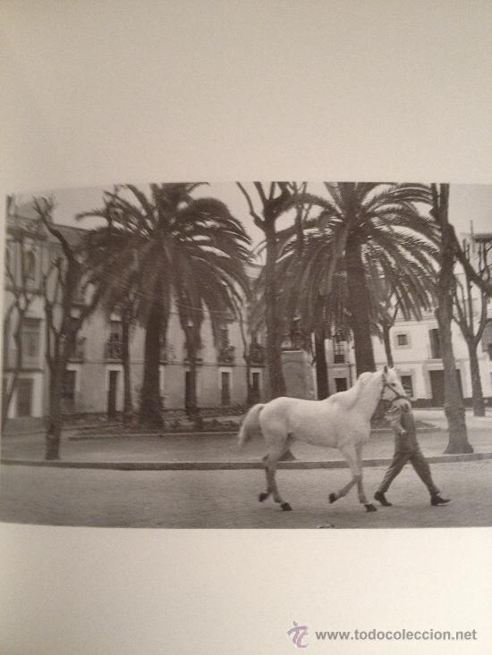 Coleccionismo: L&aacute;mina en papel grueso enmarcable. Caballo blanco, Sevilla. Fotograf&iacute;a antigua, a&ntilde;os 50.