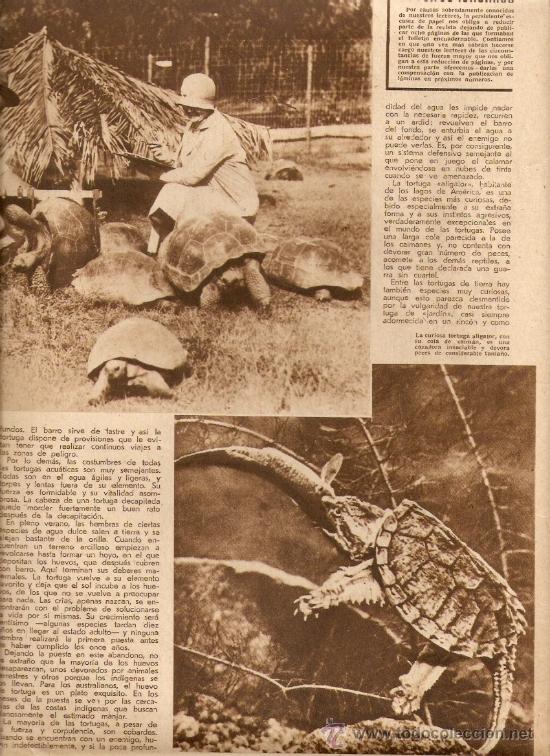 Collecting paper: RECORTE PRENSA.A&Ntilde;O 1936.TORTUGAS DE MAR Y DE TIERRA.ANIMALES.TORTUGA ALIGATOR.GALAPAGOS.