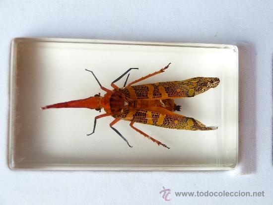 taller ácido llamar colección bichos national geographic - insecto - Compra venta en  todocoleccion