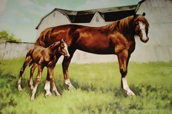 Coleccionismo: LAMINA DE CABALLOS - - Foto 1