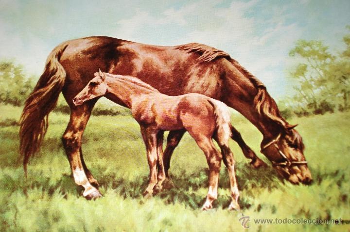 Coleccionismo: LAMINA DE CABALLOS - Foto 1