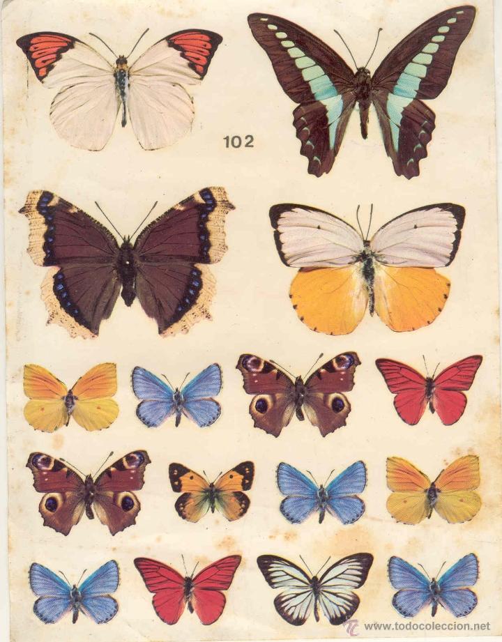 Sammelleidenschaft Papier: LAMINA DE MARIPOSAS (ADHESIVO) MIDE 20 x 15.5 cms