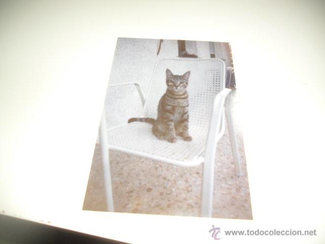 Coleccionismo: FOTO DE UN GATO - Foto 1