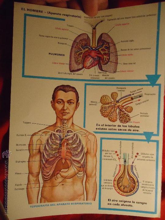 Sammelleidenschaft Papier: el hombre cuerpo humano , aparato respiratorio