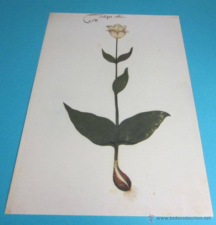 Coleccionismo: L&Aacute;MINA FACSIMIL C&Oacute;DICE POMAR. FORMATO 22,5 X 33,5 CM - Foto 1