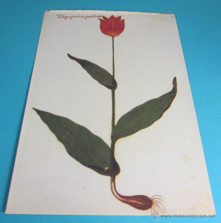 Coleccionismo: L&Aacute;MINA FACSIMIL C&Oacute;DICE POMAR. FORMATO 22,5 X 33,5 CM - Foto 1