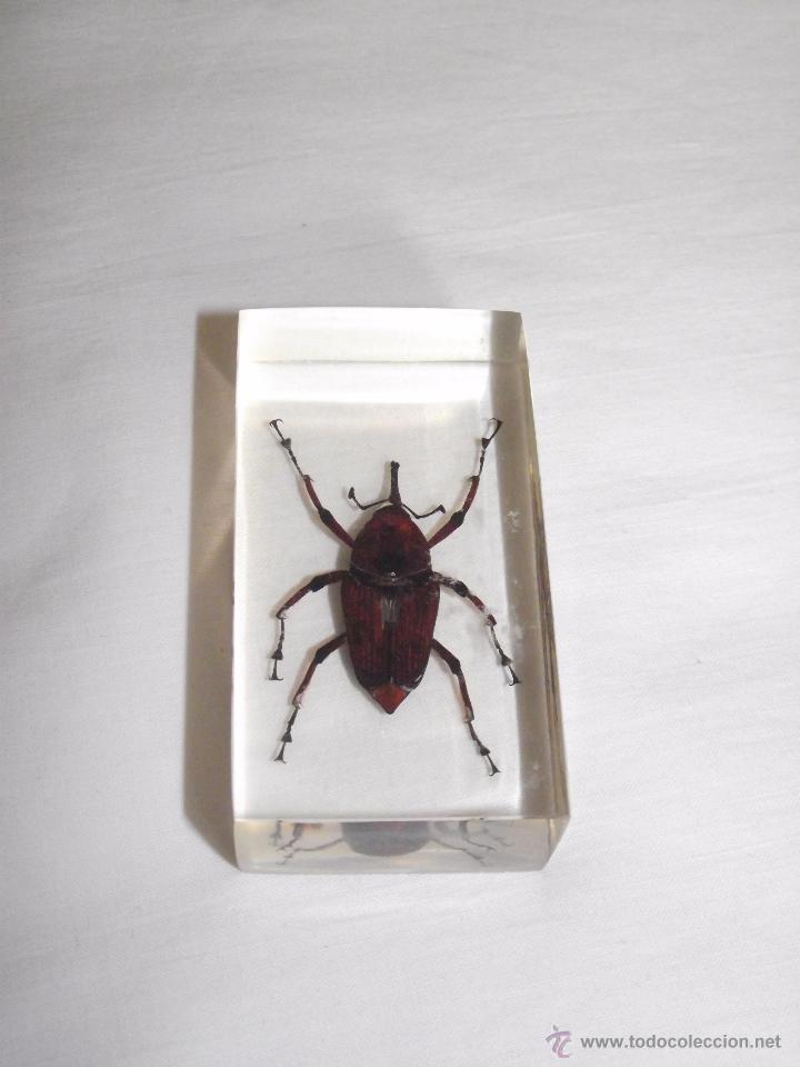 Coleccionismo: INSECTO DENTRO DE UN TACO DE METACRILATO. BICHOS (VALE PARA PISAPAPELES)