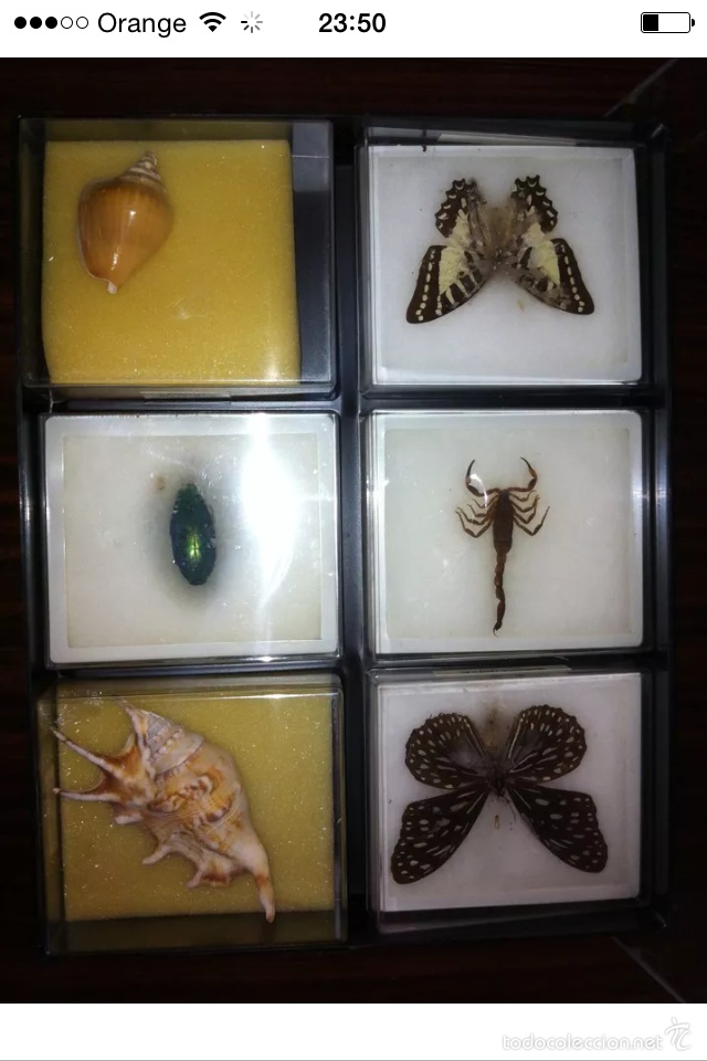 Coleccionismo: Coleccion insectos RBA