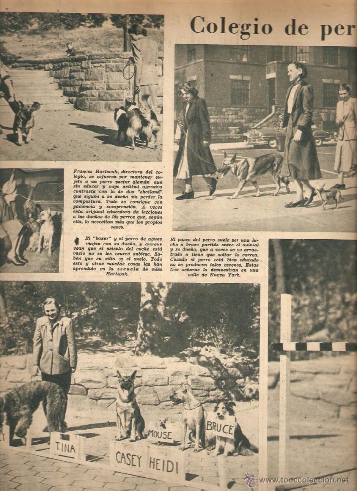 Coleccionismo: A&Ntilde;O 1951 RECORTE PRENSA ESCUELA COLEGIO PARA PERROS ENSINISTRAMIENTO FRANCES HARTSOOK